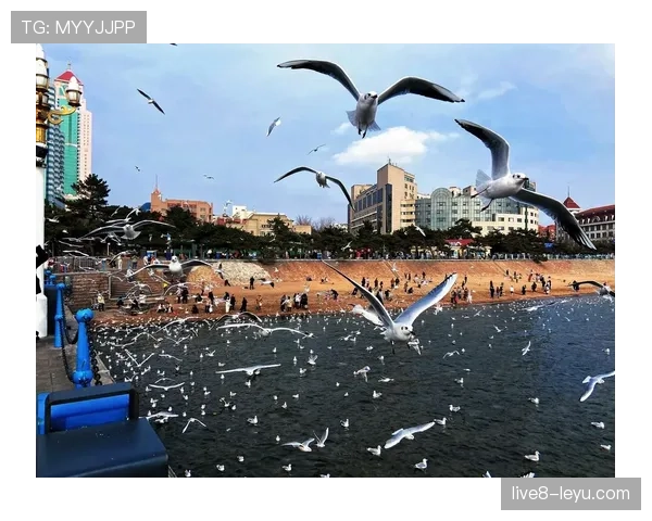 波特海鸥持续提升，坚韧表现助球队焕发新活力